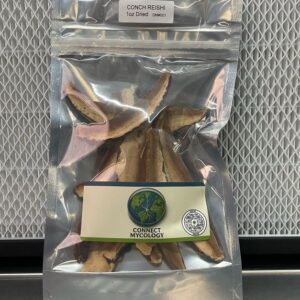 Dried Conch Reishi